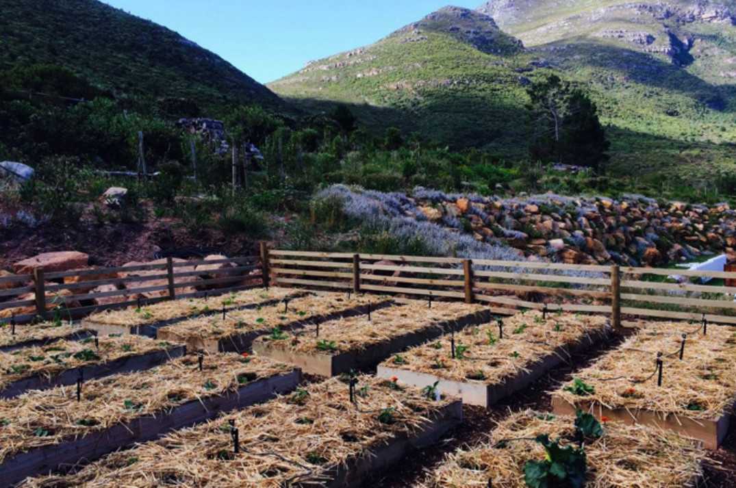 Tanalisede treated wooden planter boxes for eco gardening