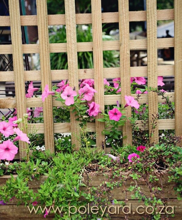 Wooden Trellises and Flowers