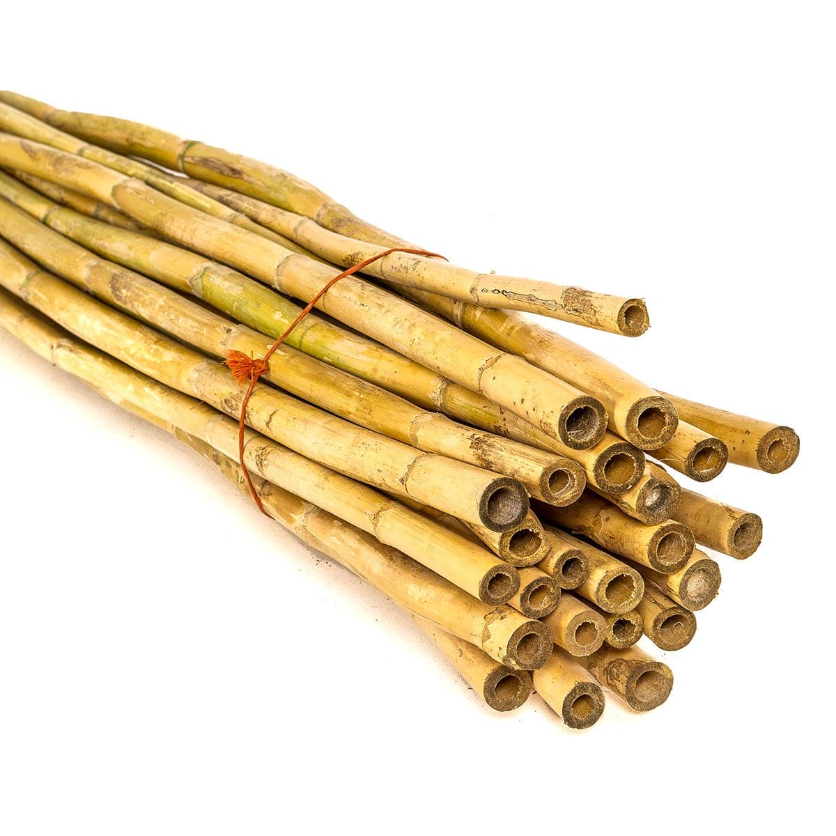 Spanish Reed